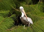 Wild Bird Wednesday: Peli Back