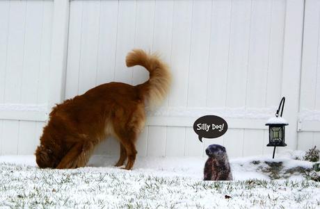 golden retriever dog looking in groundhog hole