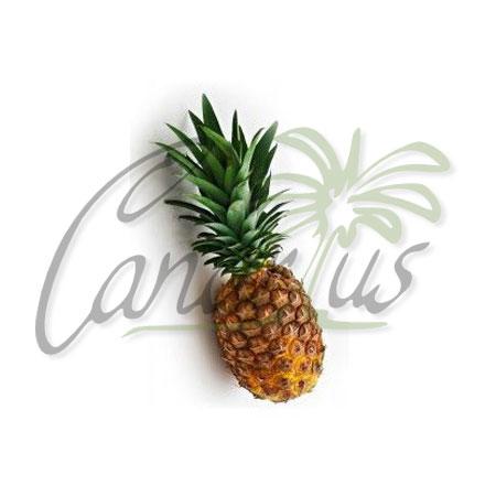 ananas-comosus-cv-md-2-pineapple