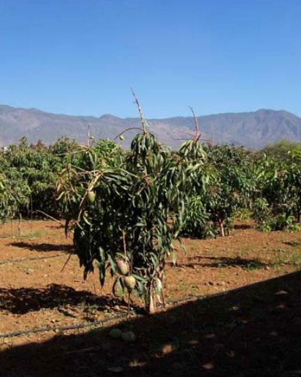 mango-trees-orchard