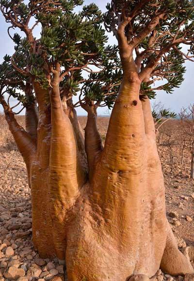 adenium-socotranum-canarius