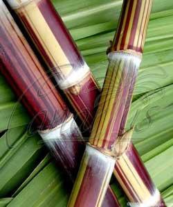 saccharum-officinarum-ceniza-bengala-striped-sugarcane