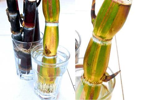 how-to-root-sugarcane-cuttings