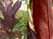 Cordyline Fruticosa ‘Lyon’s Black’, Boldest Cultivar
