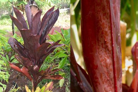 CORDYLINE-FRUTICOSA-CV