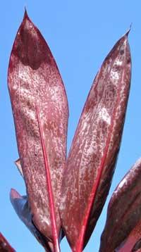 cordyline-fruticosa