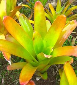 aechmea-blanchetiana-flowering-size