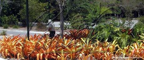This large bromeliad is often used outdoors in full sun.