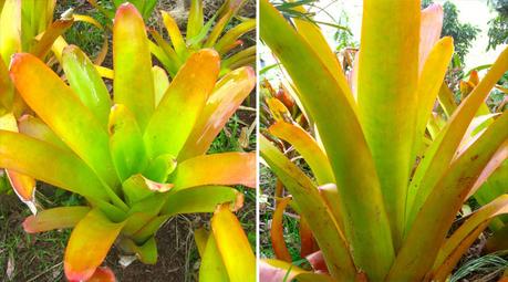 aechmea-blanchetiana-bromeliad