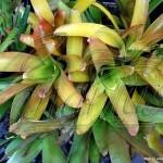 Crop of pups of Aechmea blanchettiana, ready for shipping.