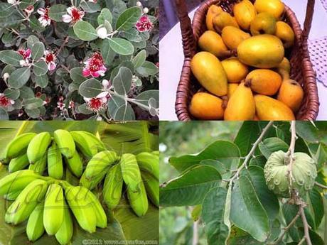 Subtropical-Fruit-Trees