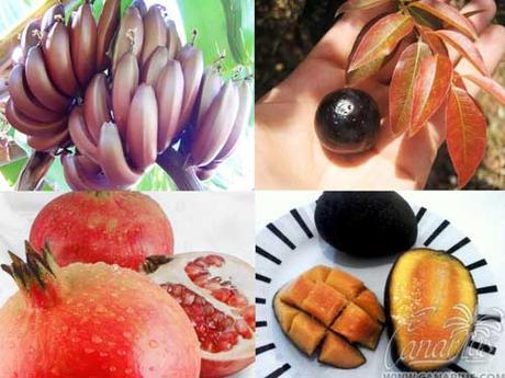 Superfood-Fruit-Trees