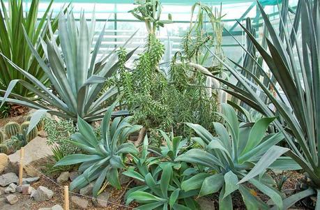 New-succulent-plants-on-Canarius