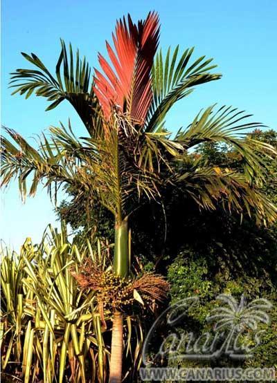chambeyronia-macrocarpa-red-leaf-palm
