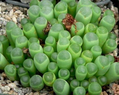 Fenestraria_aurantica_1