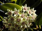 Hoya Australis, Perfect Aromatic Indoor Plant