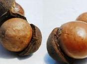Nuts Macadamia Tree