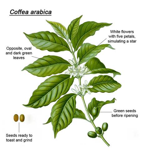 Coffea-Arabica-picture