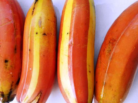 dwarf-red-banana