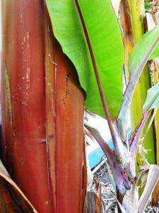 Red stem of a dwarf red banana in Tenerife