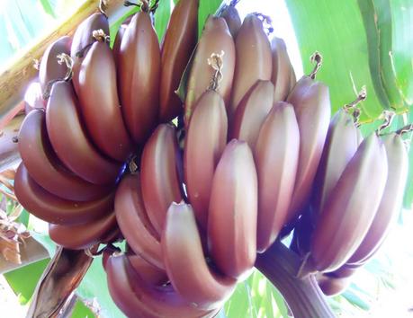 musa-cv-figue-rose-naine-dwarf-red-banana1