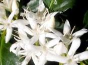White Flowers Coffea Arabica