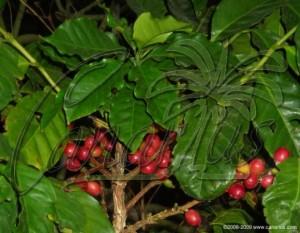 Coffea FRUTO