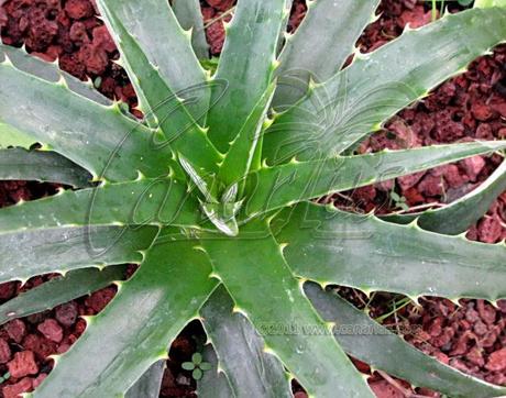 Dyckia encholirioides