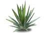 Agave