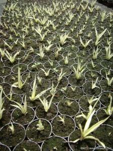 Furcraea gigantea variegata in the nursery