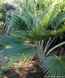 Young Pritchardia minor in the Palmetum of Santa Cruz