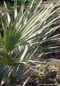 New, Nannorrhops palms in 20 cm pots with large sized leaves