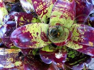 Purple colours on Neoregelia concentrica