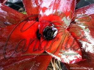 Neoregelia camorimiana becomes very red and shiny