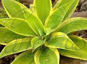 Variegated Agave Attenuata from Tenerife