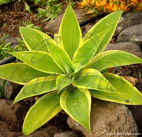 Variegated Agave attenuata Tenerife