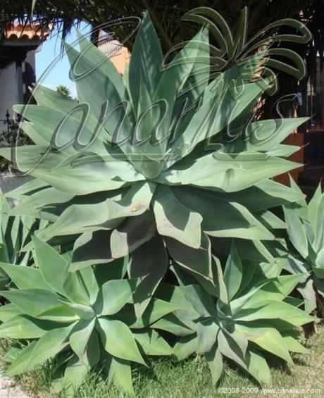 Agave attenuata Clump