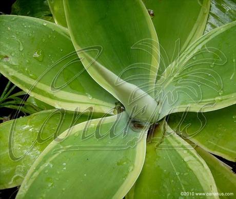 Agave attenuata variegata Tenerife