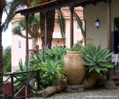 Normal Agave attenuata in Tenerife