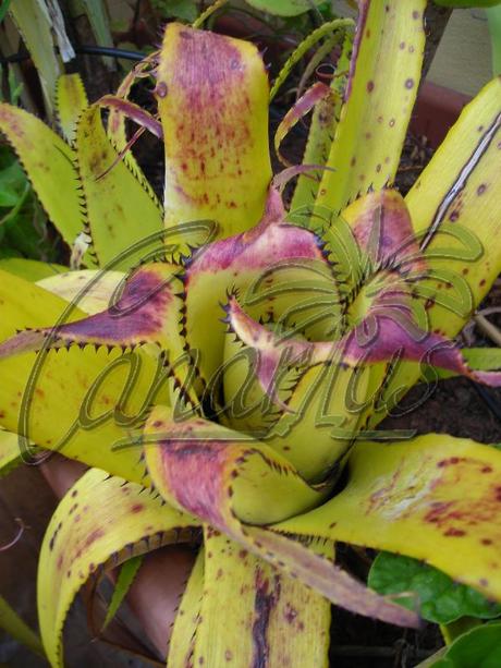 Aechmea triangularis with dark leaf tips before blooming