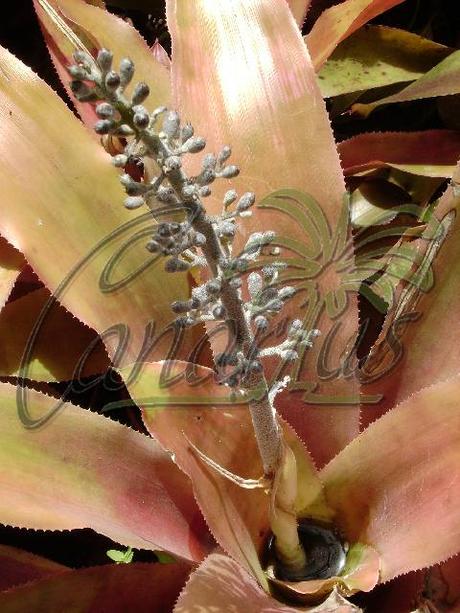 Aechmea lueddemanniana is a stiff-leaved bromeliaceae with long lasting flowes and fruits.