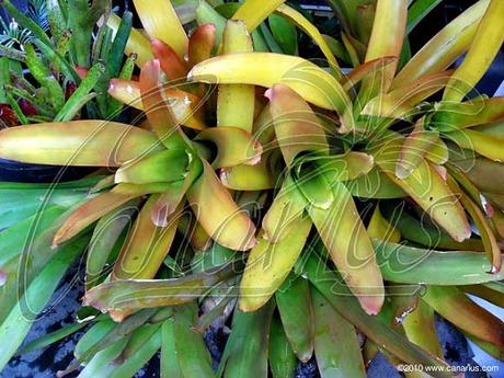 Crop of pups of Aechmea blanchettiana, ready for shipping.