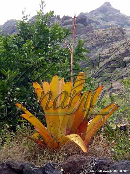 The inflorescence of Aechmea blanchetiana can reach 1,80 m in height.