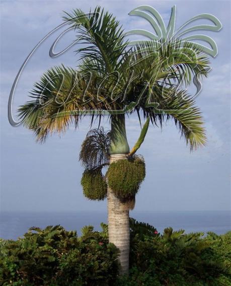 Spindle palm in Tenerife