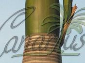 List Palm Species Grown Streets Parks Santa Cruz Tenerife, Canary Islands