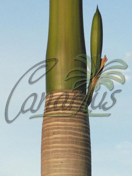 List of the Palm Species grown in the streets and parks of Santa Cruz de Tenerife, Canary Islands