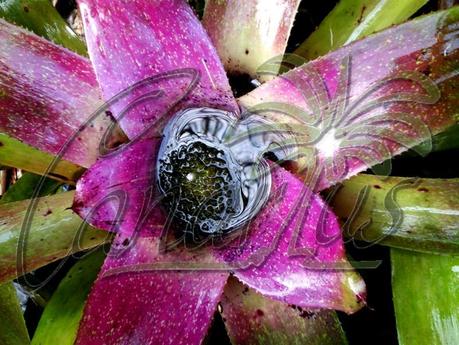 Neoregelia burlemarxii