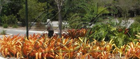 Aechmea blanchetiana grows