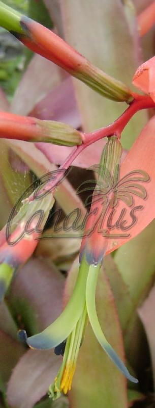 Billbergia elegans