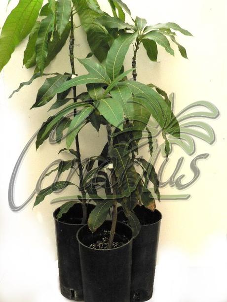 These are the mango plants that we ship to your home